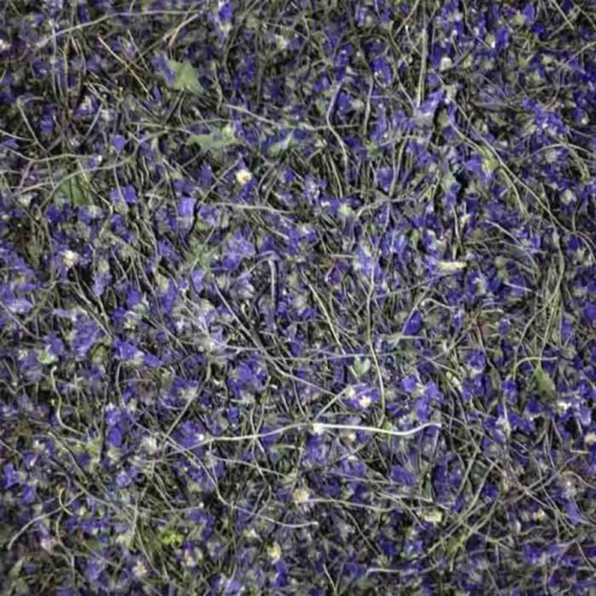 تصویر بنفشه | محصول 1404 violet