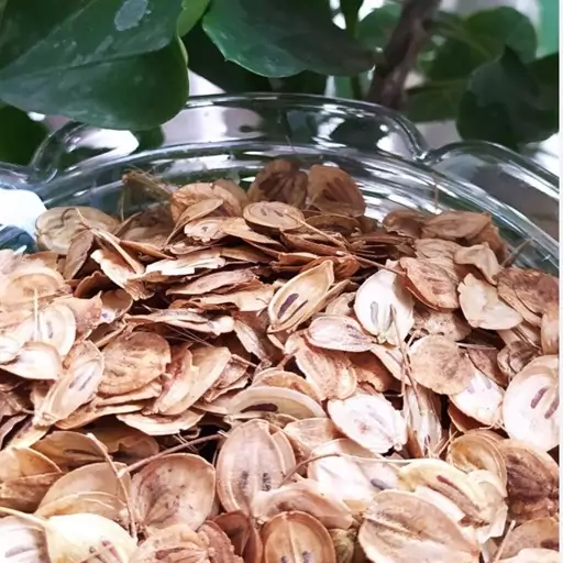 تصویر گلپر - آسیاب شده Angelica